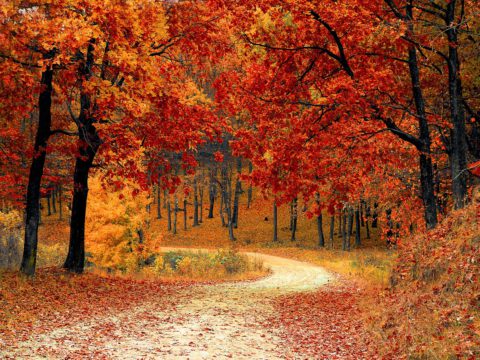 park-road