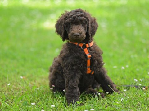 brown poodle puppy
