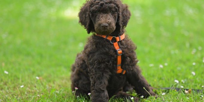 brown poodle puppy