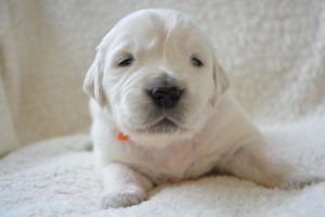 golden retriever puppy